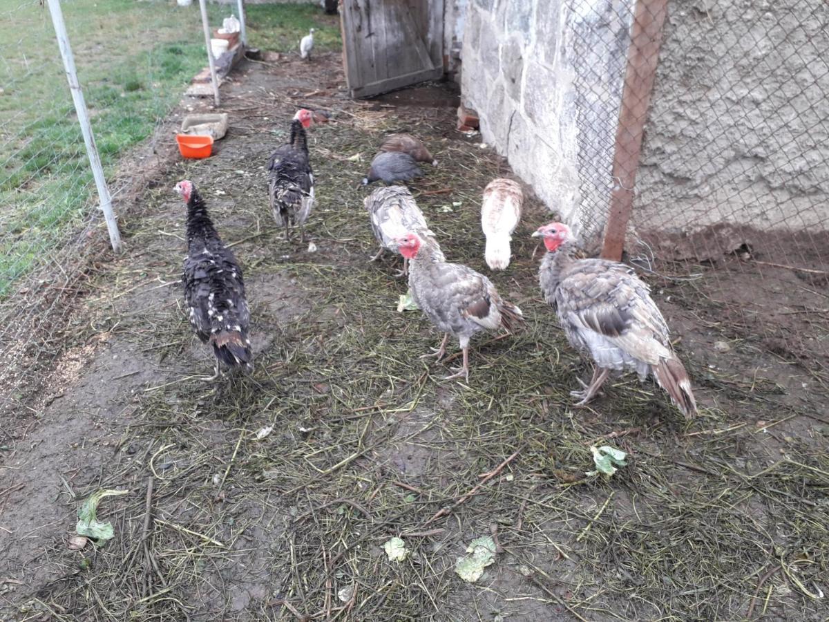 Zacisze Przy Lesie